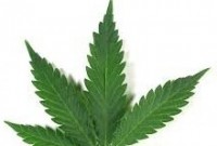MACONHA ESTATAL