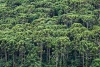Redução do desmatamento é considerada “sem precedentes”