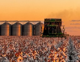 Inauguração de algodoeira em Gilbués nesta sexta (25) marca novo impulso para a economia da região