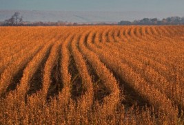 Soja lidera exportações do agronegócio em maio