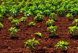 Ancine oferece R$ 47,9 mi a produtoras e distribuidoras com bom desempenho