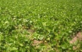 Garantia-Safra atende pequenos agricultores familiares que sofreram com seca ou estiagem