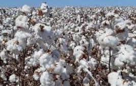 HISTORIA DA AGRICULTURA DO PIAUÍ   II  CAMPANHA DO ALGODÃO  1971