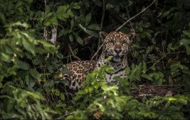 Petrobras faz doação para ajudar no resgate de animais no Pantanal