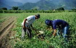 Aplicação do crédito rural ultrapassa R$ 271 bilhões na temporada 2020/2021