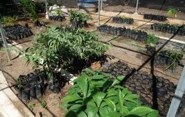 Viveiro de Uruçuí: Uma Iniciativa Verde que Transforma