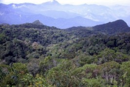 Espécies ameaçadas na Mata Atlântica Nordestina recebem proteção