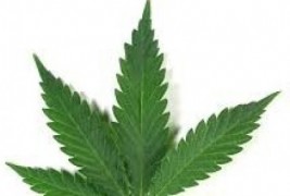 MACONHA ESTATAL