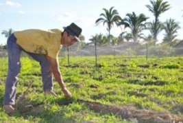 Agricultor tem mais facilidade para sanar dívidas