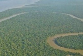 Mais de 2 milhões de hectares de florestas federais poderão ser concedidos em 2015