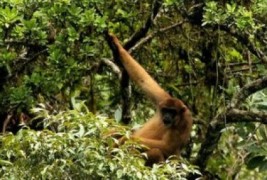 Histórico de defesa do clima confere protagonismo ao Brasil na COP21