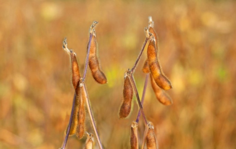 Publicado Zoneamento Agrícola da soja safra 2022/2023